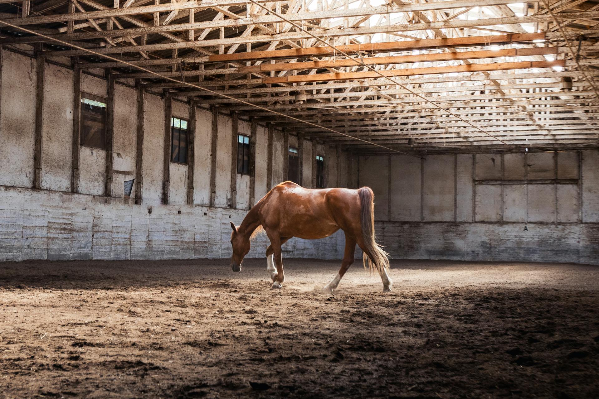 Equitation (Western/Reining Seat)